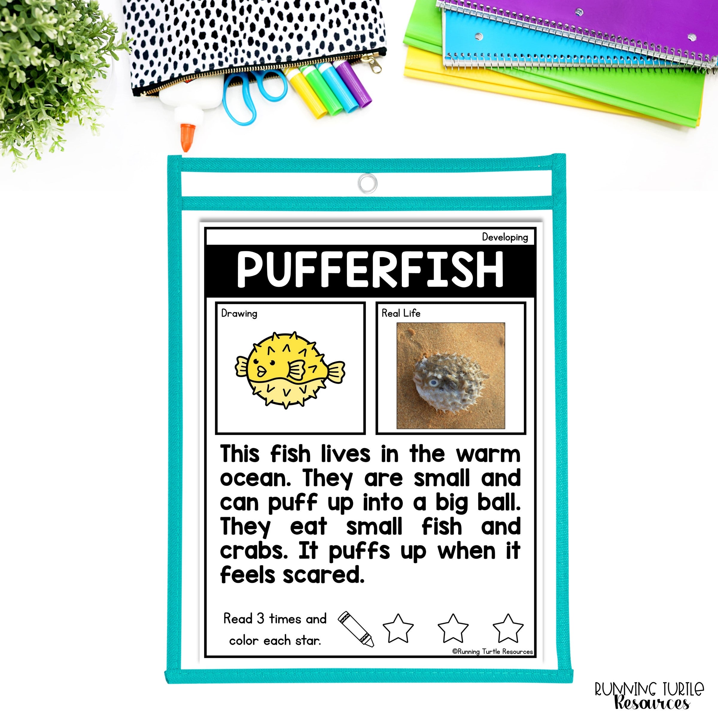 Ocean Unit Kindergarten, Ocean Animal Research Project