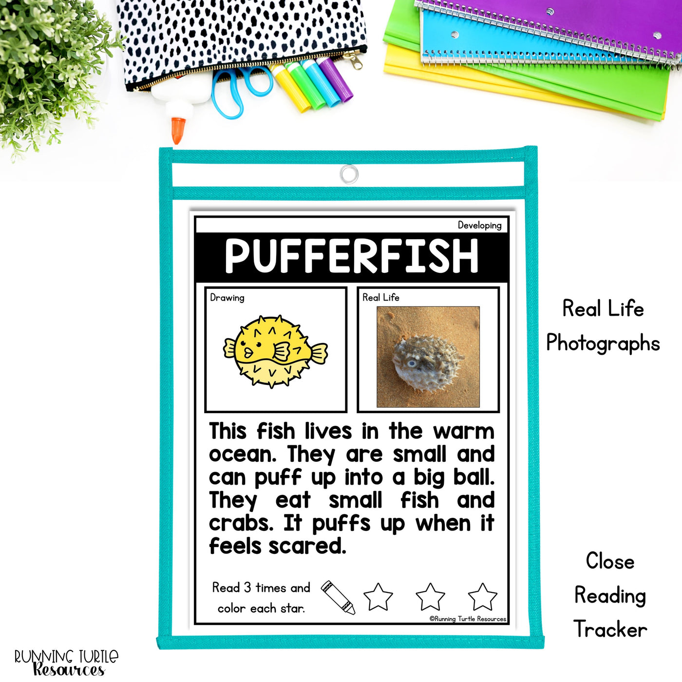 Ocean Unit Kindergarten, Ocean Animal Research Project