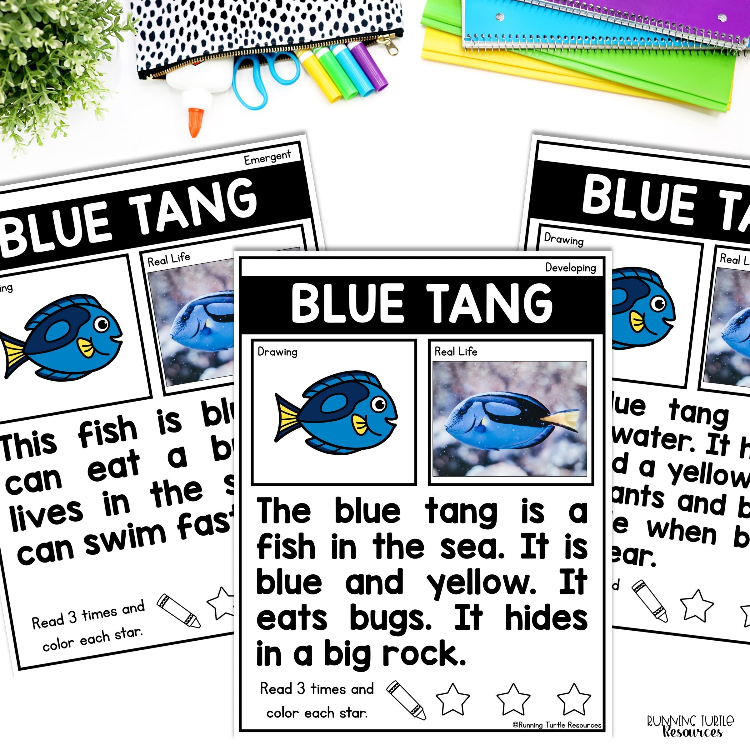 Ocean Unit Kindergarten, Ocean Animal Research Project
