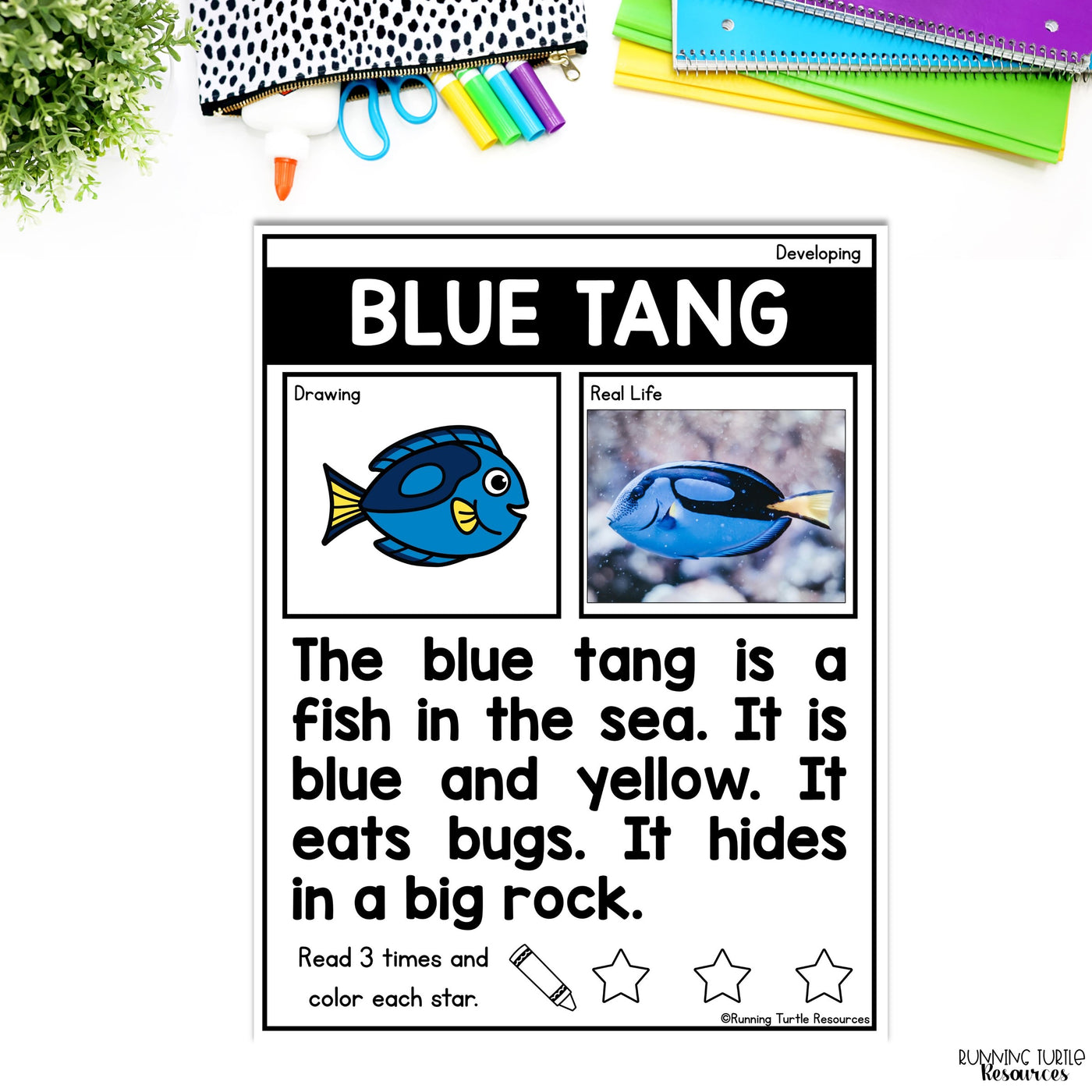 Ocean Unit Kindergarten, Ocean Animal Research Project